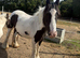 Raven 7 year old mare