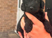 Cockapoo