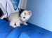 I got two kittens boys