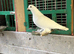 Roller young feathery feet