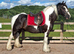 Joe 14.2hh aride & Drive 9yo gelding