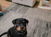 12 week old rottweiler puppy