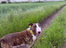 willow 4yr old bull terrier