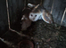 Breeding pair of barn owls