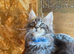 2 Stunning male. Mainecoon kittens