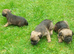 Border terrier puppies boys and a girl