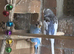 Pair of budgies plus cage