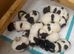 Spocker puppies