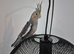 Female cockatiel with cage