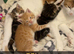 kittens for sale