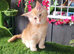 Maine Coon kittens for sale ready soon