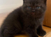 British Shorthair Kittens