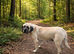 Old English mastiff 2 girls available