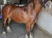 3yr 13.2 heavy set cob