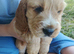 Cocker spaniel puppies