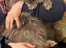 BEAUTIFUL FULL MAINE COON KITTENS