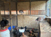 19 Large chickens for rehoming