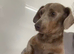 Lilac and Tan miniature dachshund for sale/rehome
