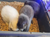 Mini lop baby rabbits