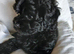 Lhasapoo puppy