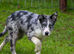 Blue merle Isds collie.