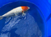 Koi for sale