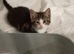 8 week old tabby girl