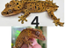 Dalmatian crested gecko breeding group