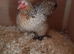 1 millefleur Pekin bantam chicken