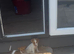 Jack Russell puppies