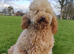 Looking for a full size poodle puppy bitch