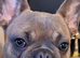 16 month french bulldog