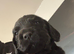 Cocker spaniel puppies