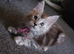 6 stunning Mainecoon