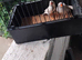 Zebra finches for sale