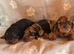 Stunning mini dachshund puppies