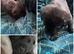 Akita x Mastiff puppies