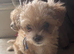 F1 Asian maltipoo puppies x small