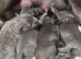 Blue & Blue Brindle Chunky Pups