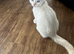 Ragdoll cross kittens for sale £250 each