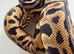 Royal Pythons