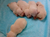 6 Miniature Schnauzers