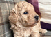 Stunning Cavapoochon puppies