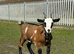Female pigmy goat
