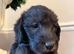 Bedlington whippets