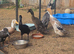 Indian runner ducks