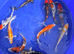 Premium quality koi 6&rdquo;-7&rdquo;