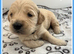 STUNNING F1 MINIATURE GOLDENDOODLES