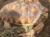 Sulcuta tortoise