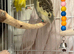 French moult budgies